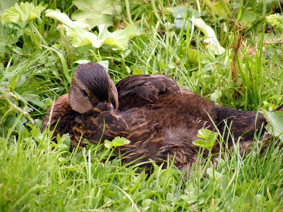 Foliage wildlife resting