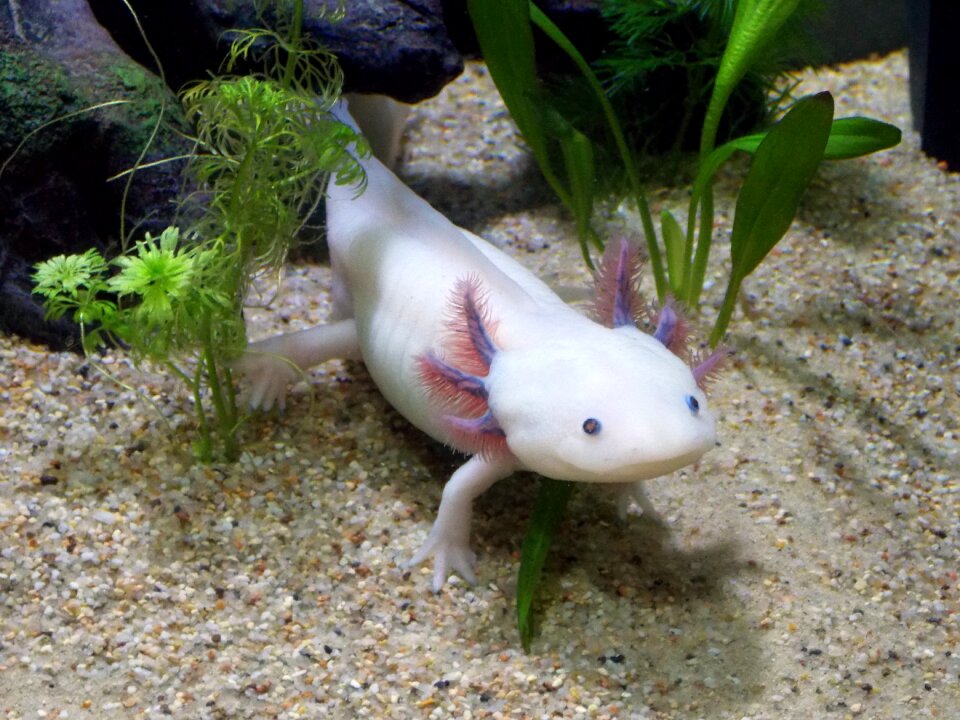 Mexican salamander axolotl