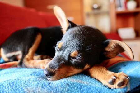 Miniature pinscher puppy sleeping photo