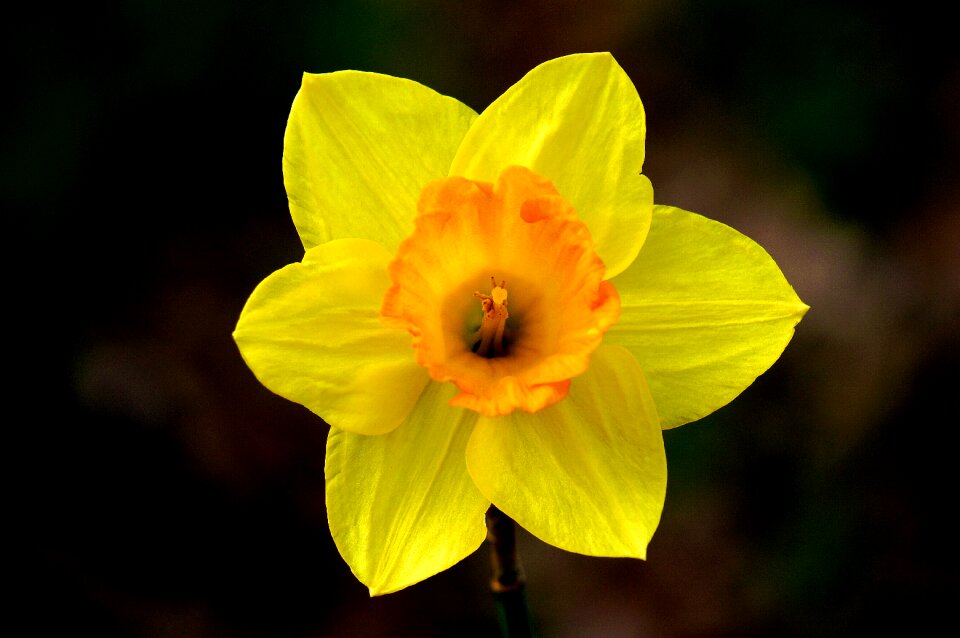 Narcissus daffodil flower