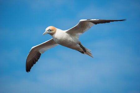 Northern gannet photo