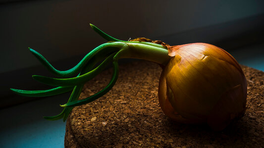 Onion sprout photo