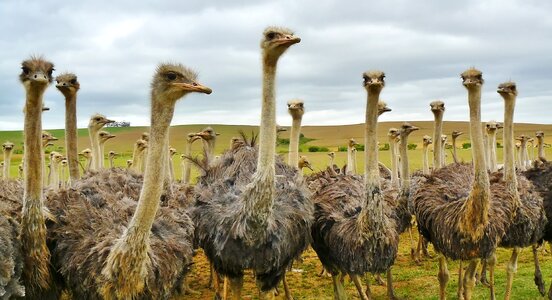 Ostriches birds photo
