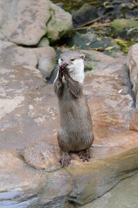 Otter animal praying