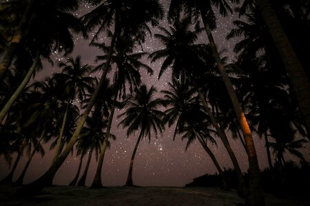 Palm trees stars photo