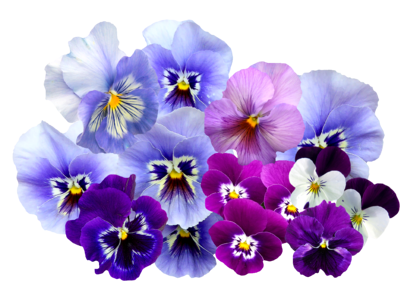 Pansy flower