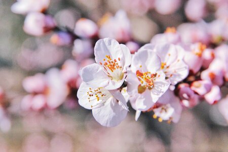 Peach blossoms
