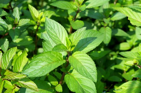 Peppermint herb