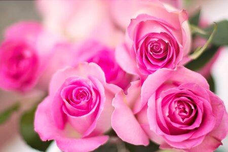 Pink roses flower