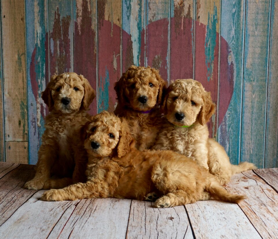 Poodles dogs puppies