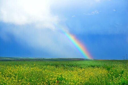 Rainbow canola field