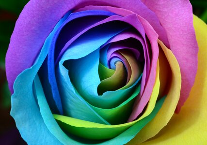 Rainbow rose photo