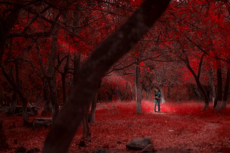 Red forest couple kiss photo