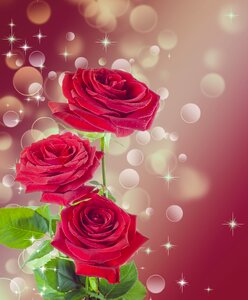 Red roses