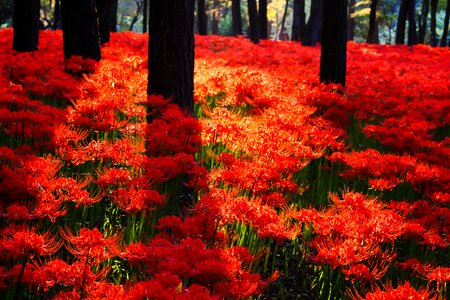 Red spider lily flower photo