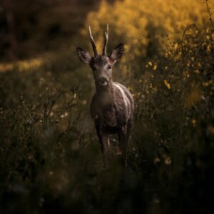 Roe deer animal