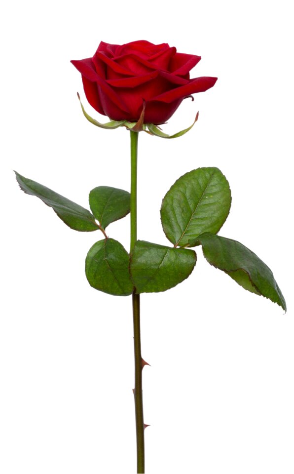 Rose flower