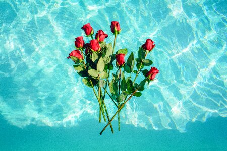 Roses flower water