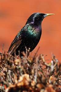 Feather nature park
