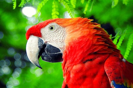 Scarlet macaw bird photo