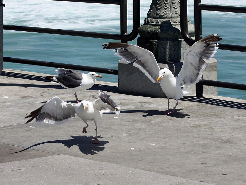 California huntington beach