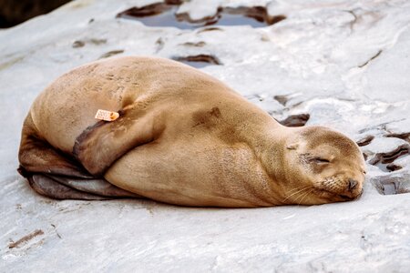 Sea lion sleeping photo