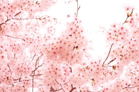 Cherry blossoms