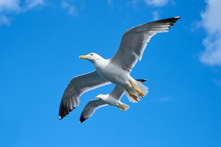Seagulls birds photo
