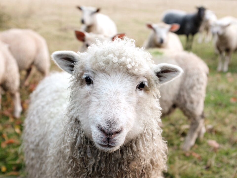 Sheep animal