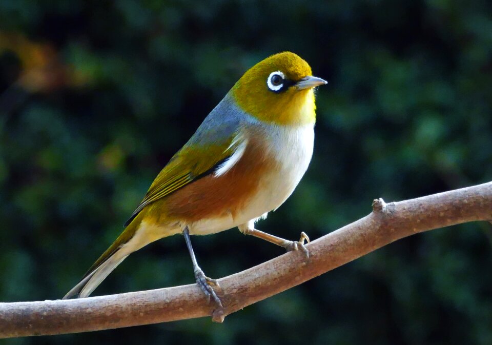 Silvereye bird photo