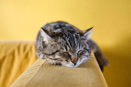 Sleeping cat animal photo