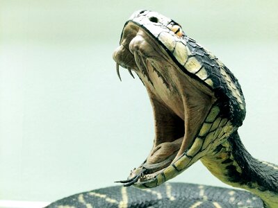 Snake animal