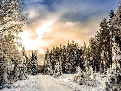 Snow forest road photo