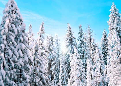 Snow forest trees