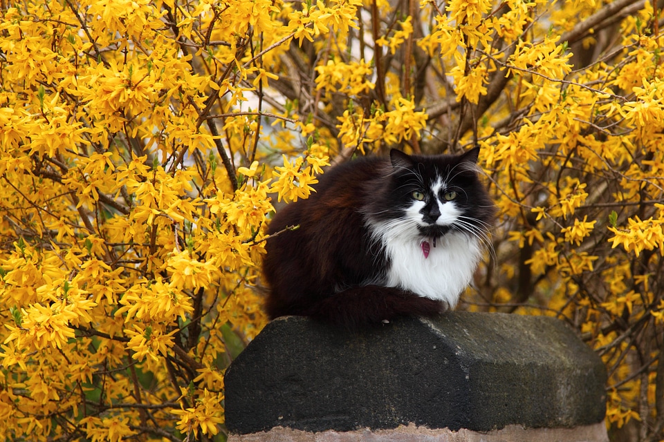 Flower pet spring