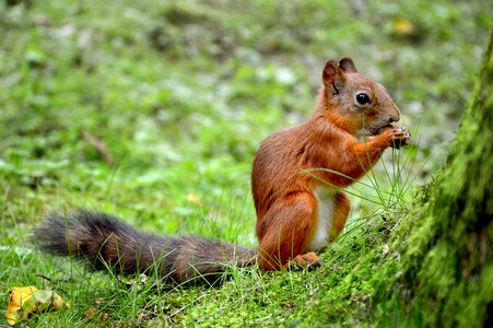 Squirrel animal