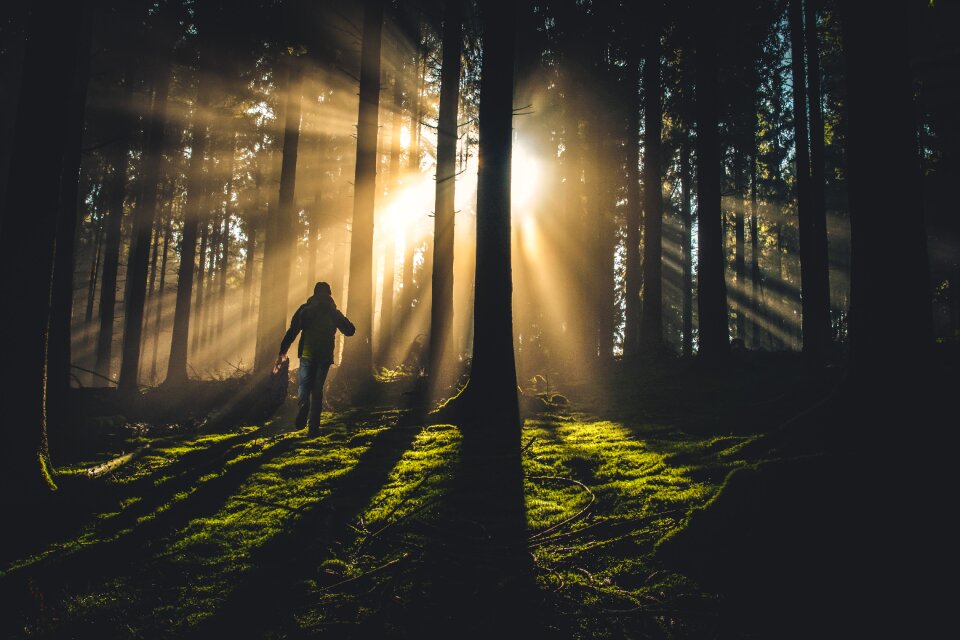 Sunbeam forest people