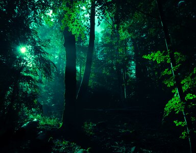 Sunbeam green forest
