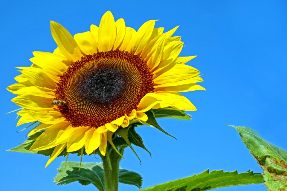 Sunflower summer flower