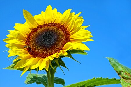 Sunflower summer flower photo