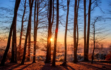 Sunset forest trees winter photo