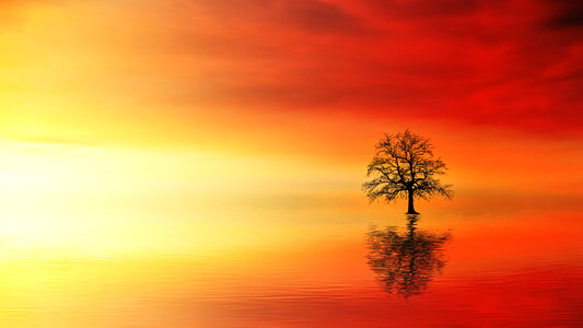 Sunset lake tree