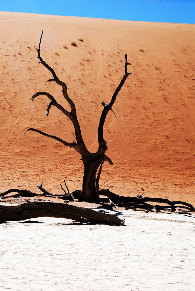 Dead vlei deadvlei clay pan