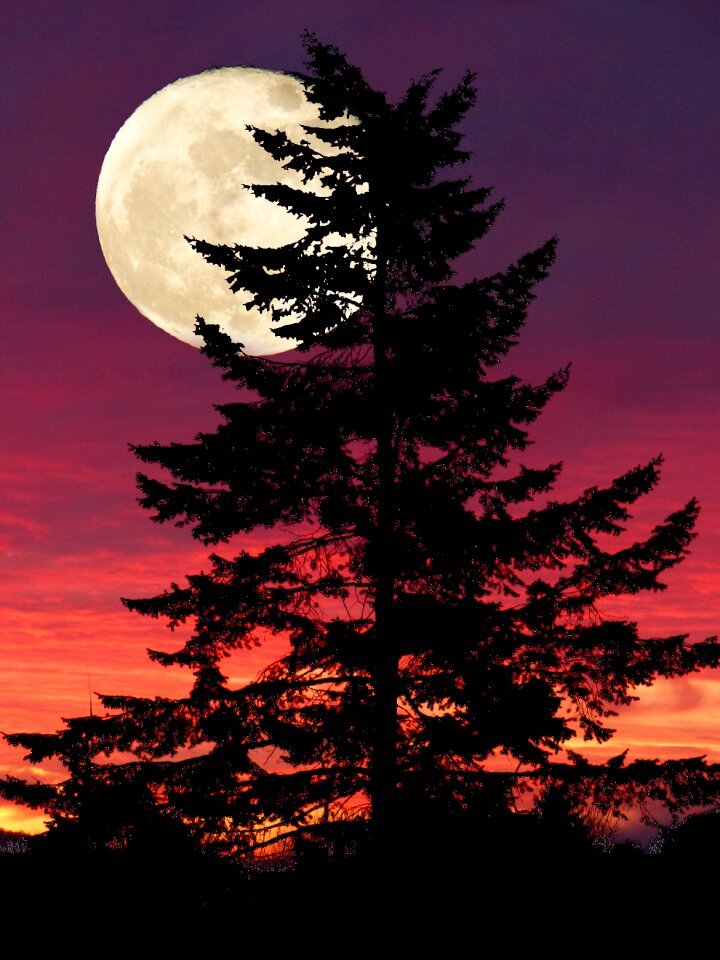 Sunset moon tree