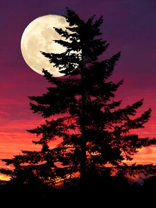 Sunset moon tree photo