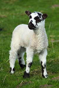 Field grass lamb photo