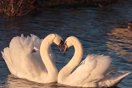 Swans heart