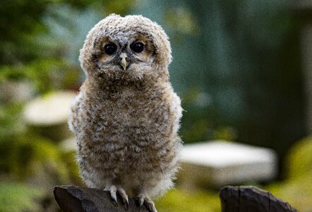 Tawny owl chick photo