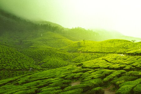 Tea gardens india photo