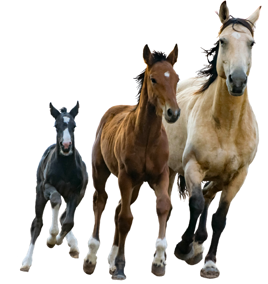 Three horses running